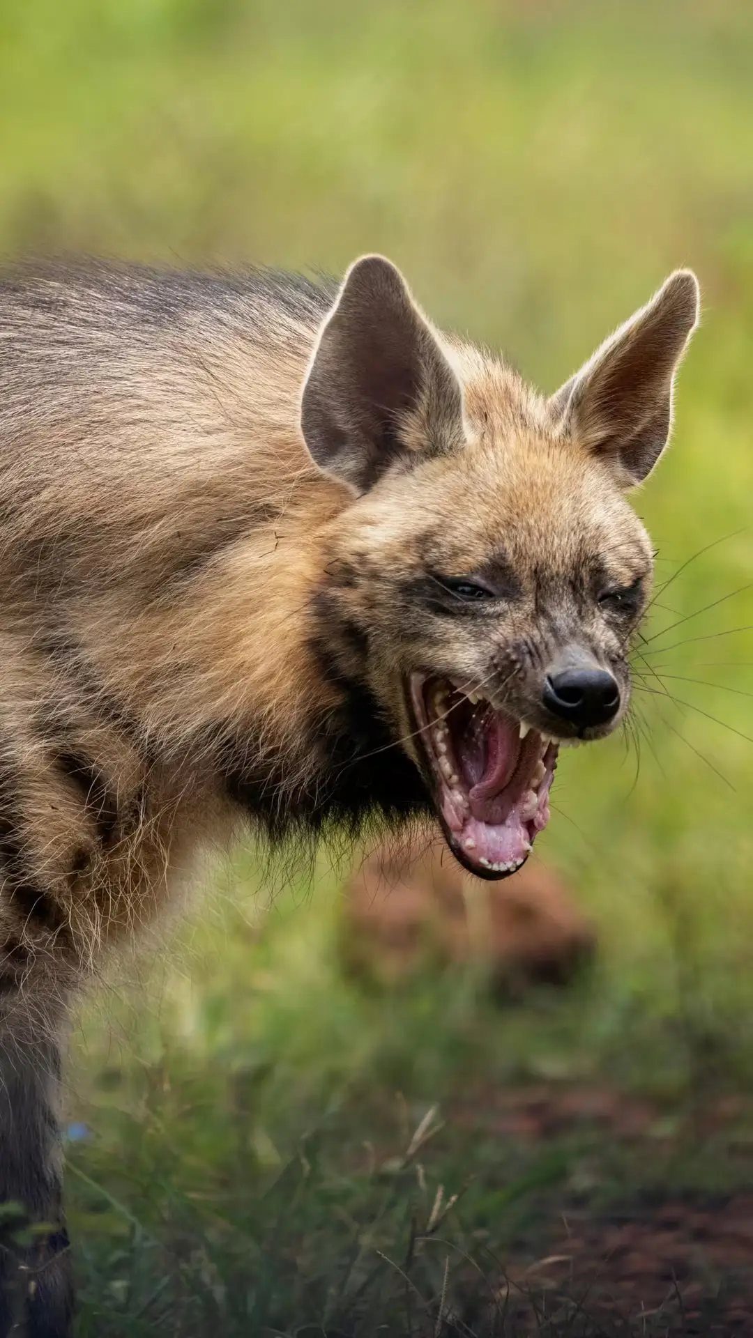 Yawning Hyena Portrait