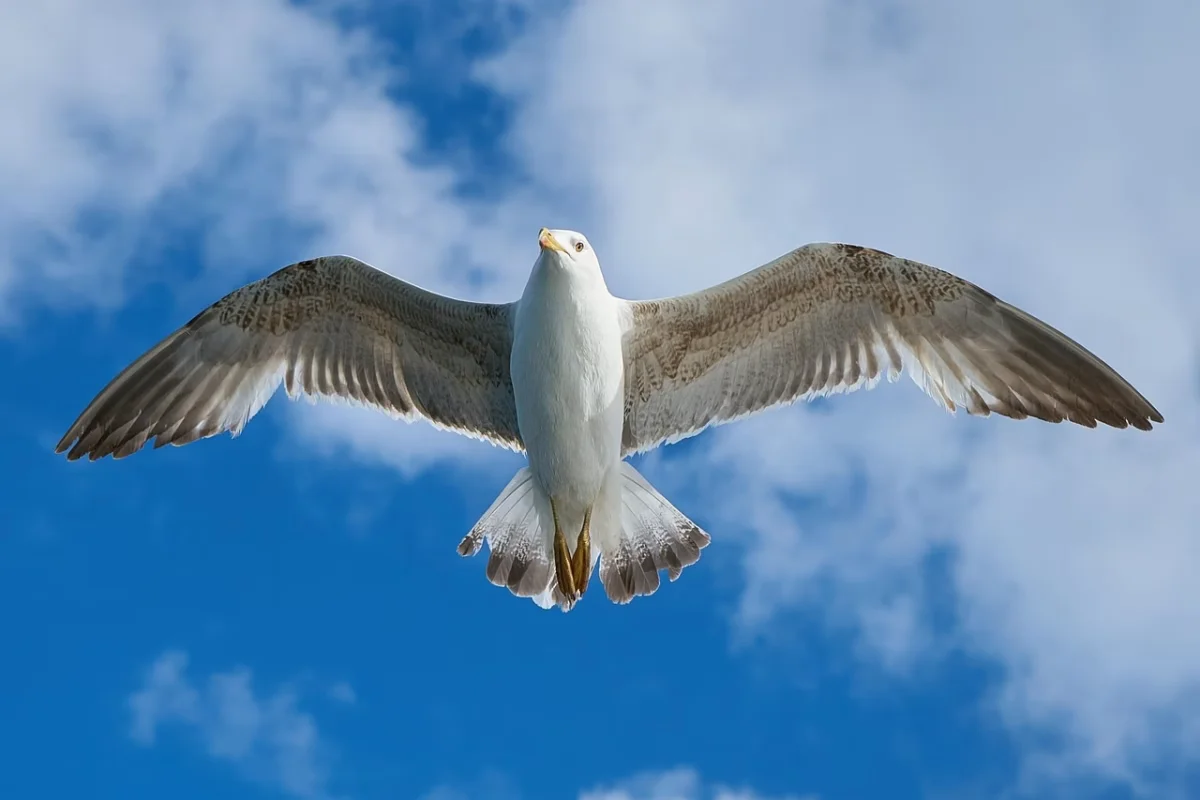 seagull, flying, sky