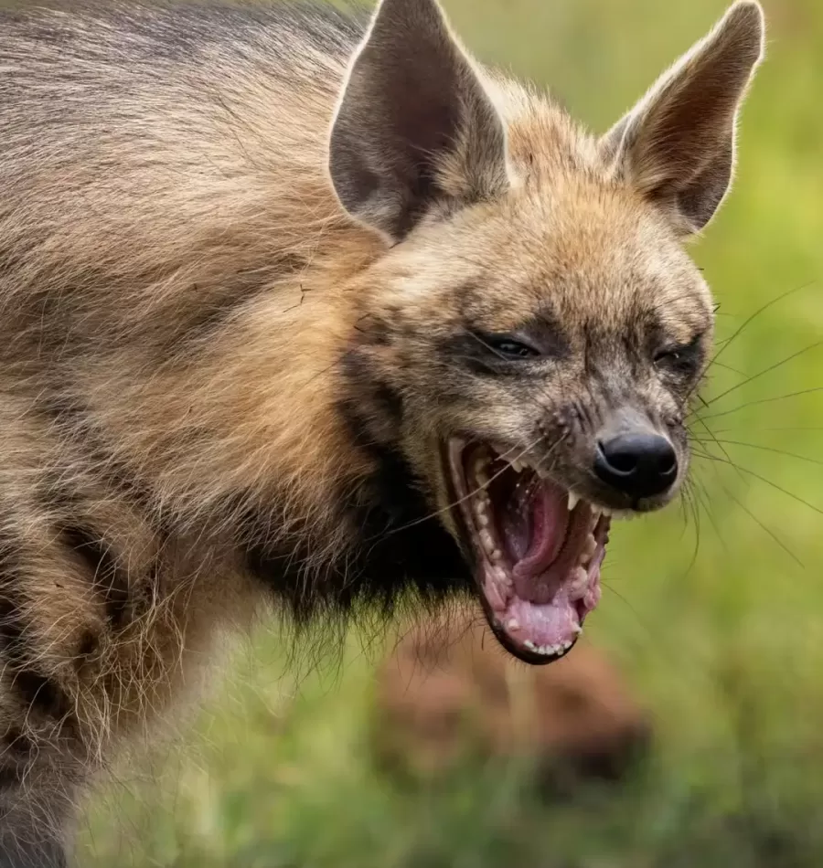 Yawning Hyena Portrait